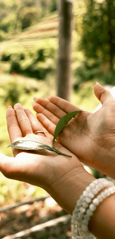 Đào tạo & tuyển dụng Yoga & Trà — hình ảnh lá trà tươi